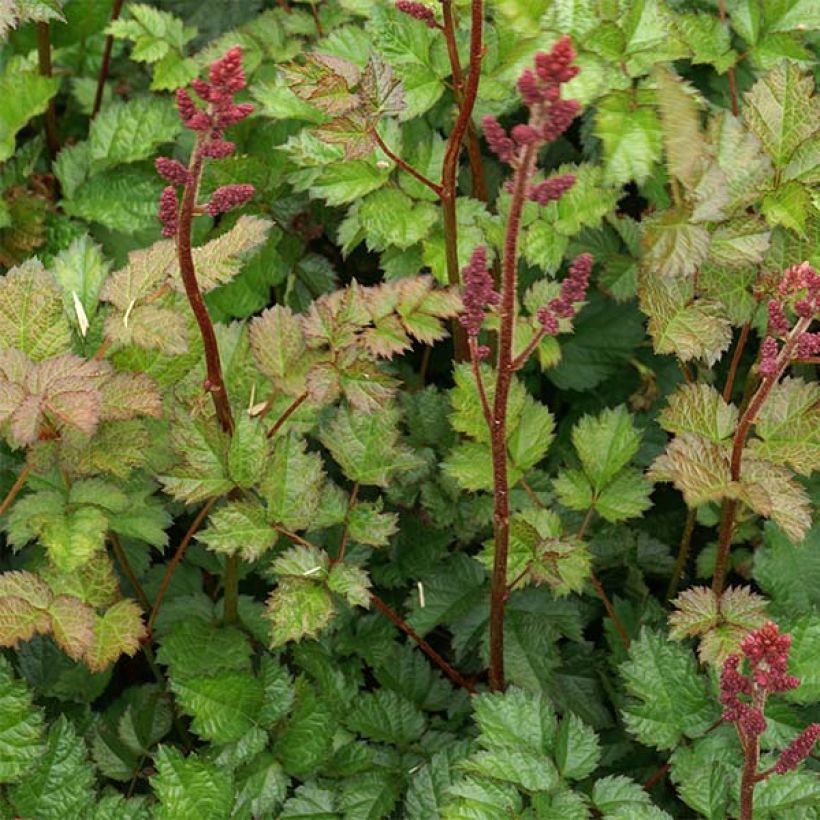 Astilbe chinensis var. taquetii Purpurlanze - Chinese Astilbe (Foliage)