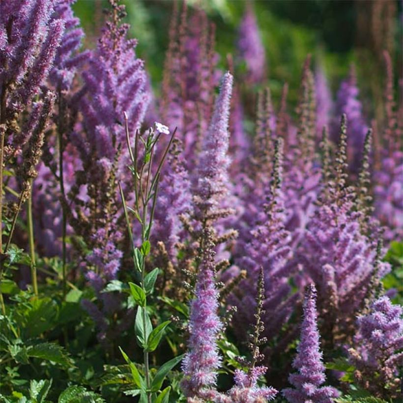 Astilbe chinensis var. taquetii Purpurlanze - Chinese Astilbe (Flowering)