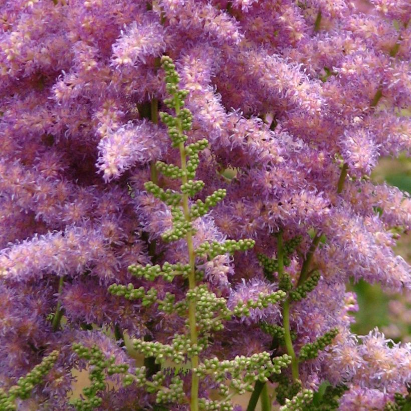 Astilbe chinensis var. davidii - Chinese Astilbe (Flowering)