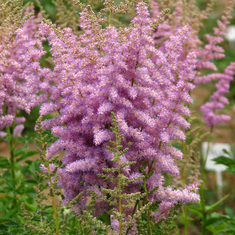 Astilbe chinensis var. davidii - Chinese Astilbe (Plant habit)