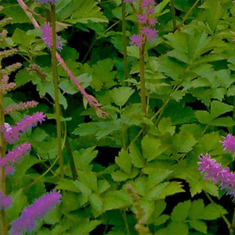 Astilbe chinensis var. taquetii 'Superba' (Foliage)