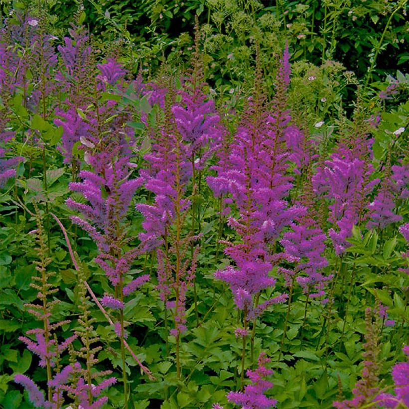 Astilbe chinensis var. taquetii 'Superba' (Flowering)