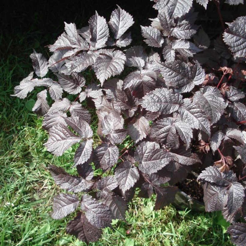 Astilbe 'Chocolate Shogun' (Foliage)