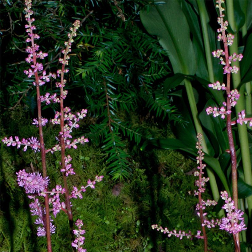 Astilbe x crispa Perkeo (Flowering)