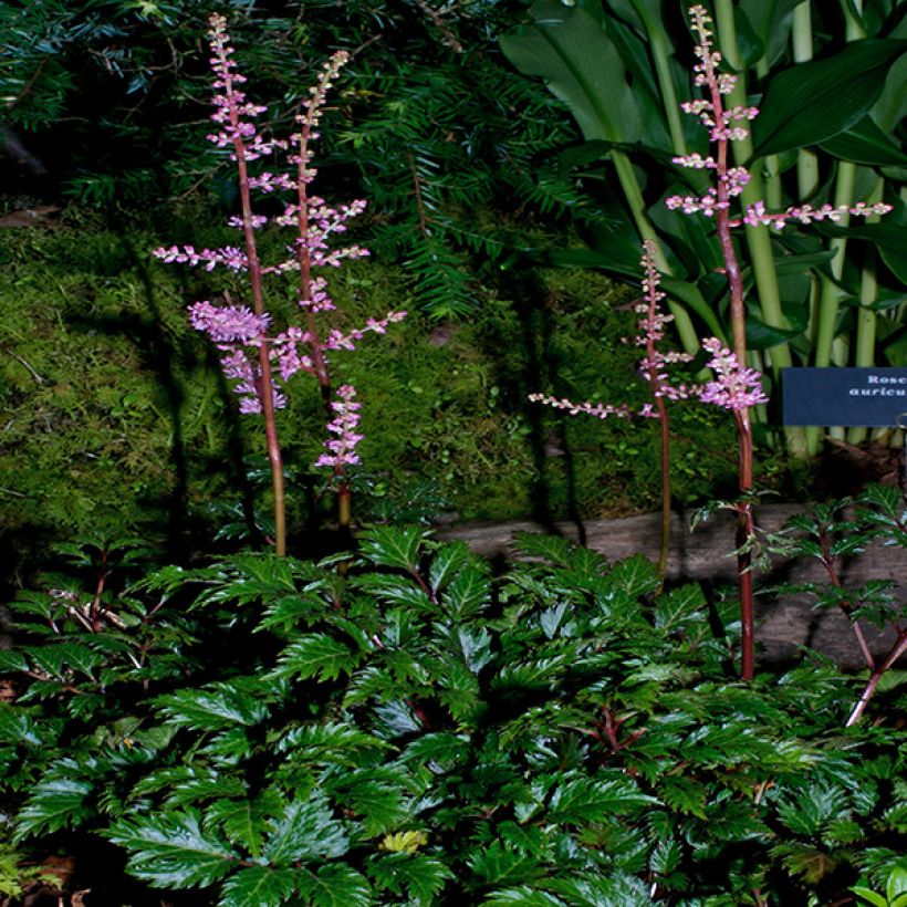 Astilbe x crispa Perkeo (Plant habit)