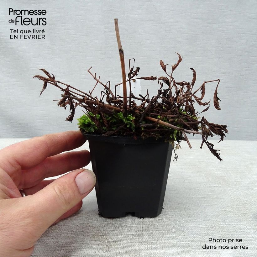 Astilbe x crispa Perkeo 8/9 cm pot sample as delivered in winter