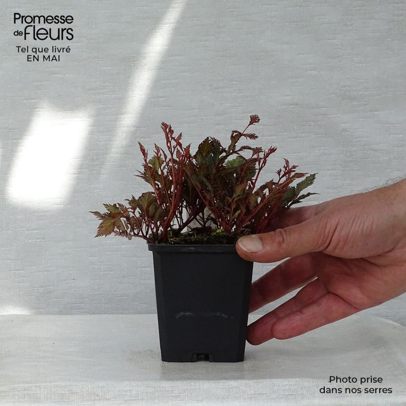 Astilbe x crispa Perkeo 8/9 cm pot sample as delivered in spring