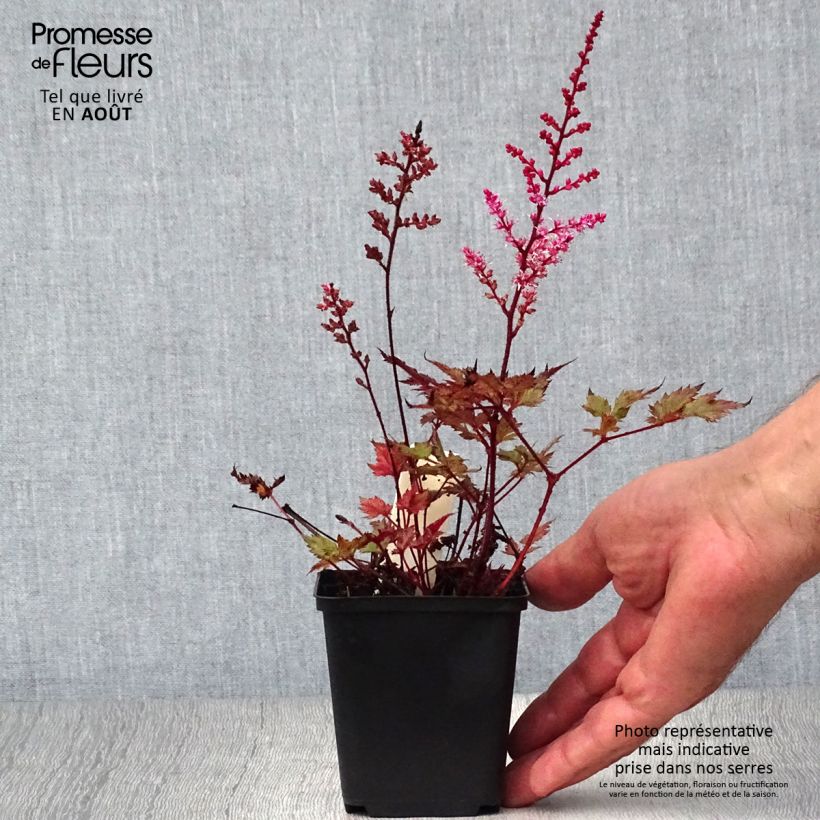 Astilbe Delft Lace - Japanese Astilbe 8/9 cm pot sample as delivered in summer