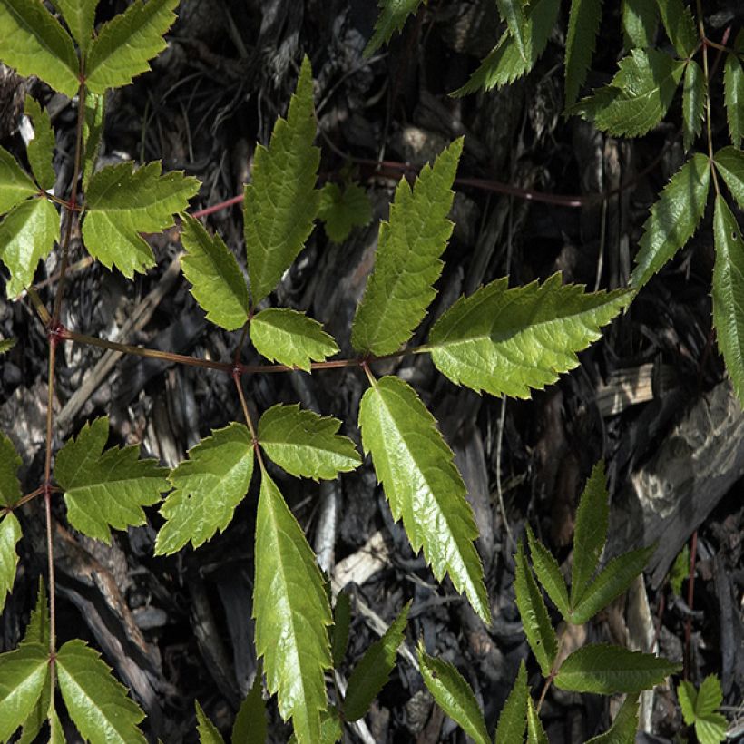 Astilbe Deutschland (Foliage)