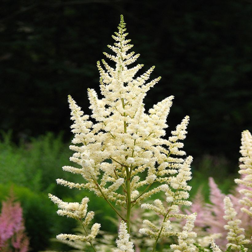 Astilbe Deutschland (Flowering)