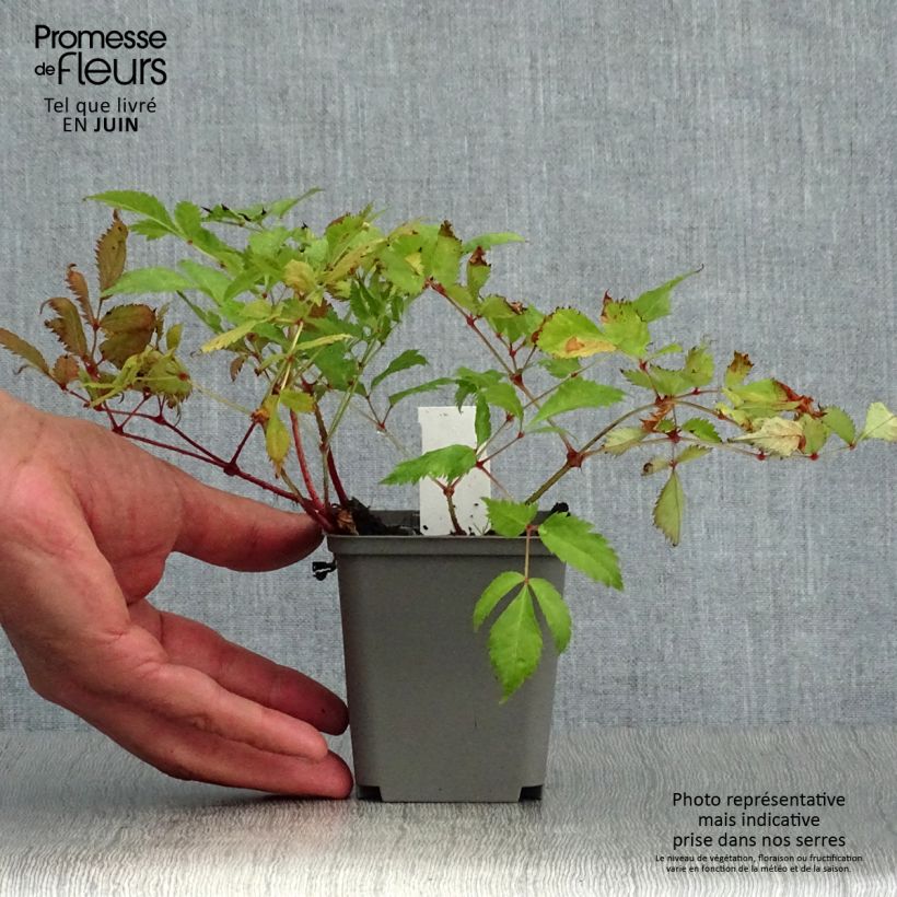 Astilbe Deutschland 8/9 cm pot sample as delivered in summer