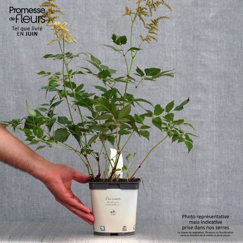Astilbe Deutschland 2L/3L pot sample as delivered in summer