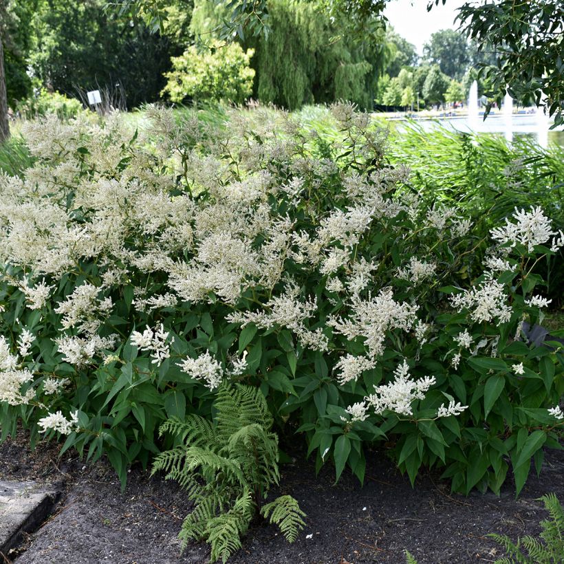 Astilbe Deutschland (Plant habit)