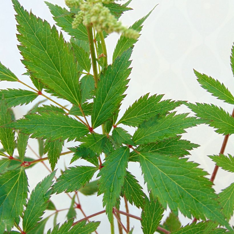 Astilbe japonica 'Peach Blossom' (Foliage)