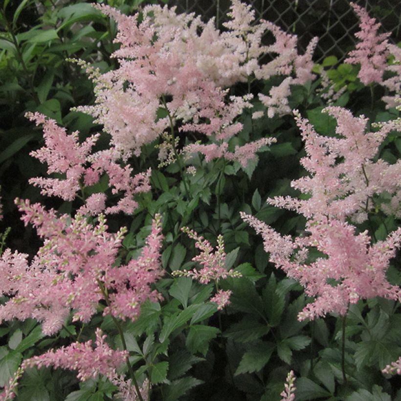 Astilbe japonica 'Peach Blossom' (Flowering)