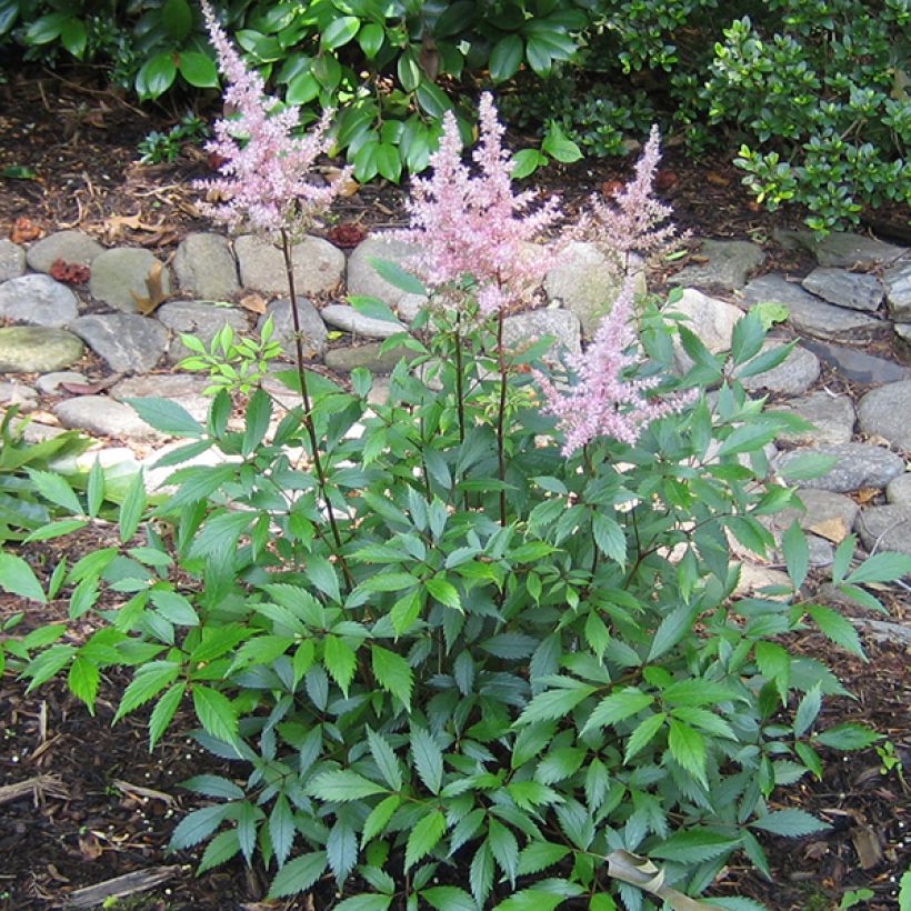 Astilbe japonica 'Peach Blossom' (Plant habit)