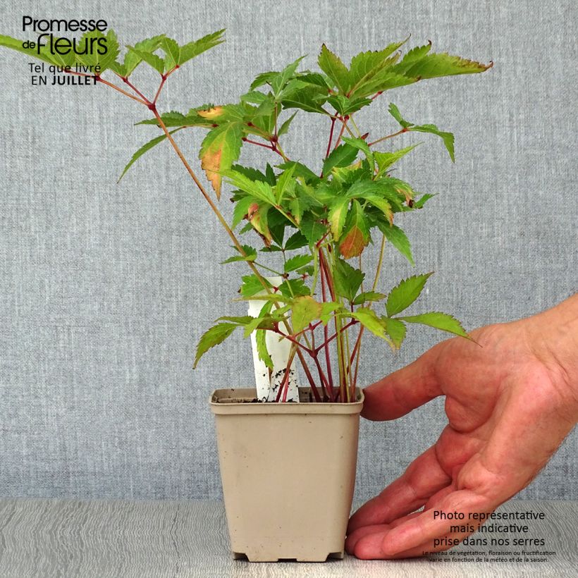 Astilbe japonica 'Peach Blossom' 8/9 cm pot sample as delivered in summer