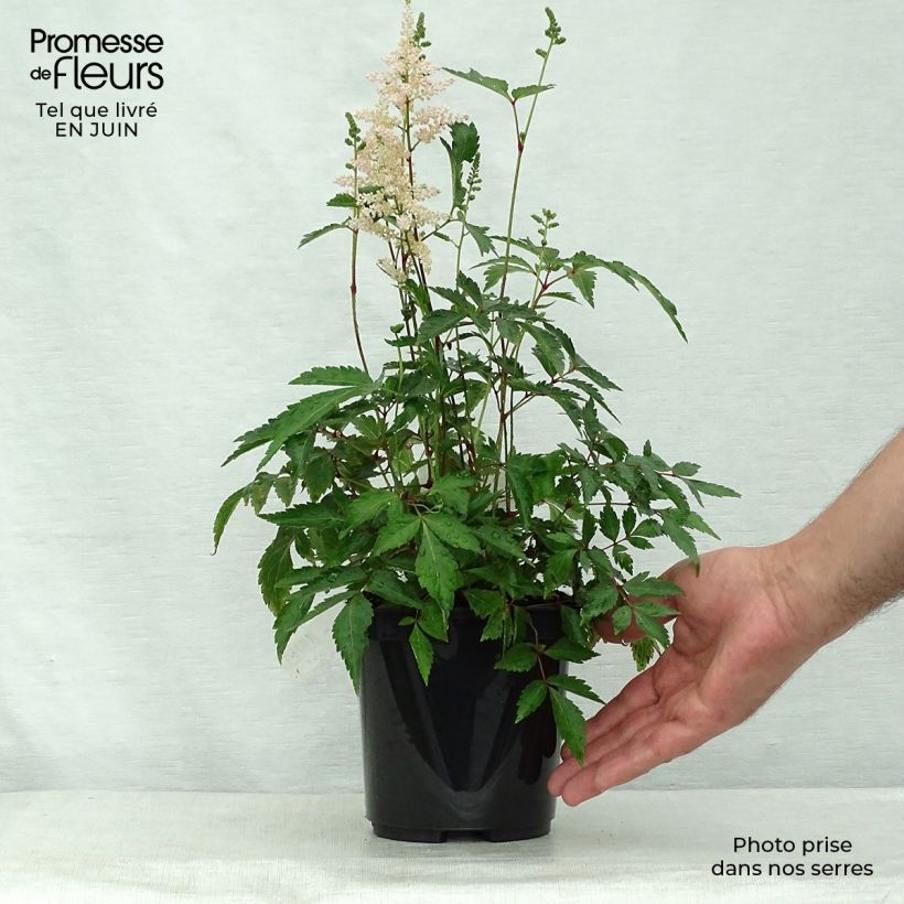 Astilbe japonica 'Peach Blossom' 1.5L/2L pot sample as delivered in summer