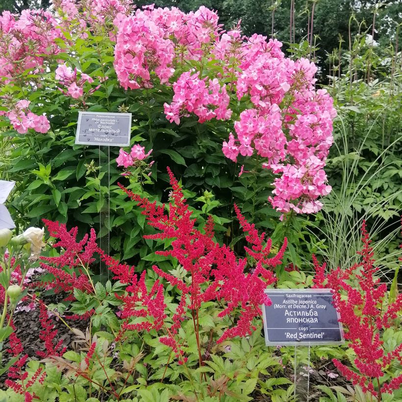 Astilbe japonica 'Red Sentinel' (Plant habit)