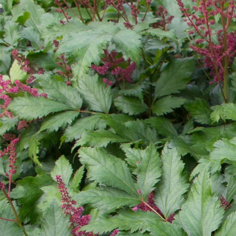 Astilbe japonica 'Red Sentinel' (Foliage)