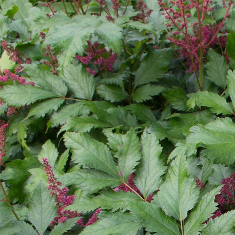 Astilbe japonica 'Vesuvius' (Foliage)