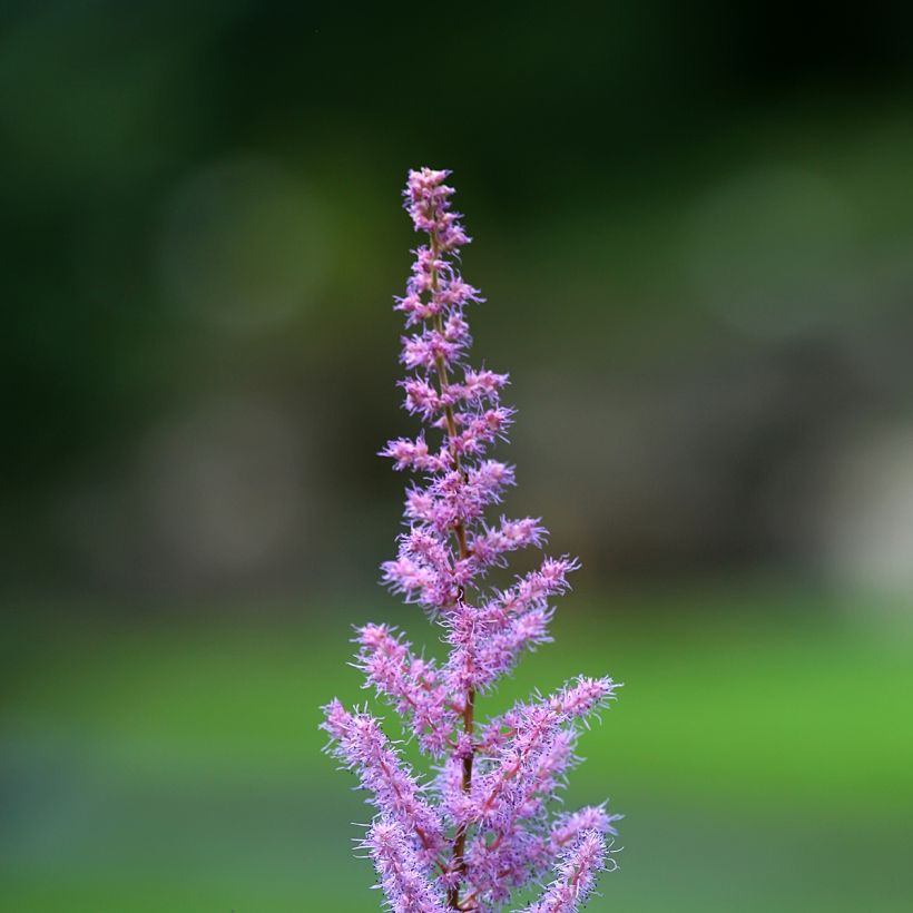 Astilbe rivularis var. myriantha - False Spirea (Flowering)