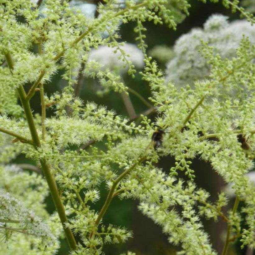 Astilbe rivularis - False Spirea (Flowering)