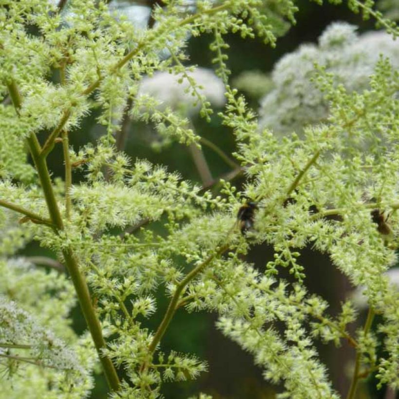 Astilbe rivularis Grandiflora (Flowering)