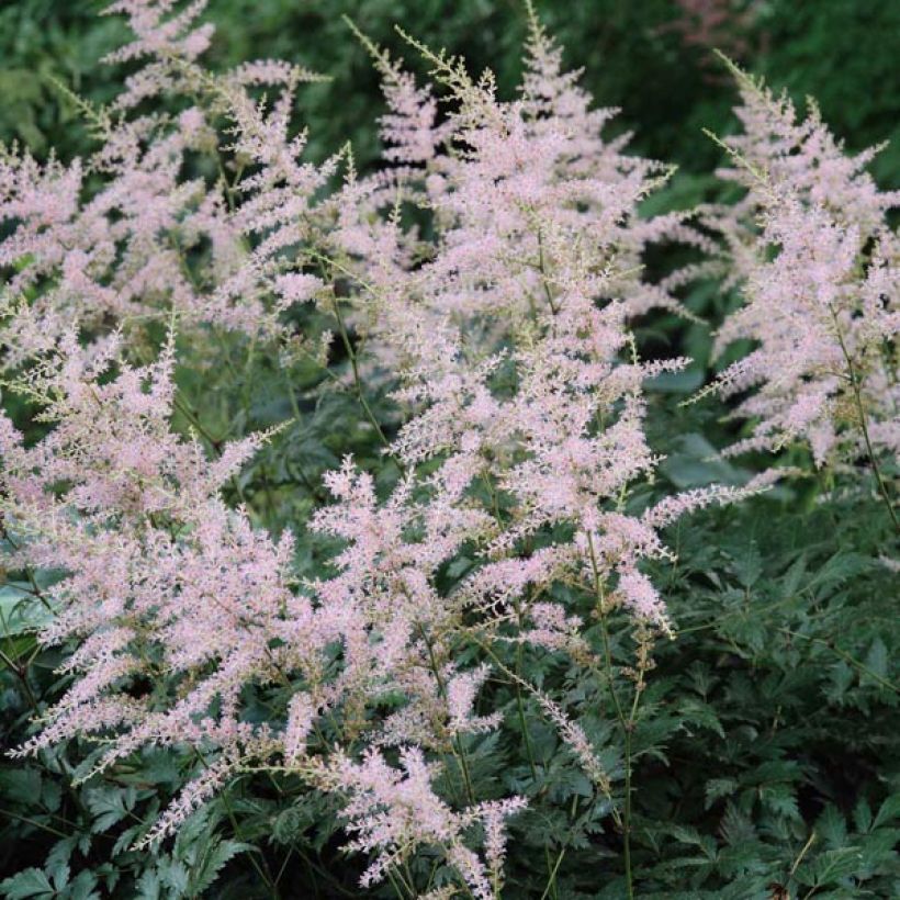 Astilbe Hennie Graafland - False Spirea (Flowering)