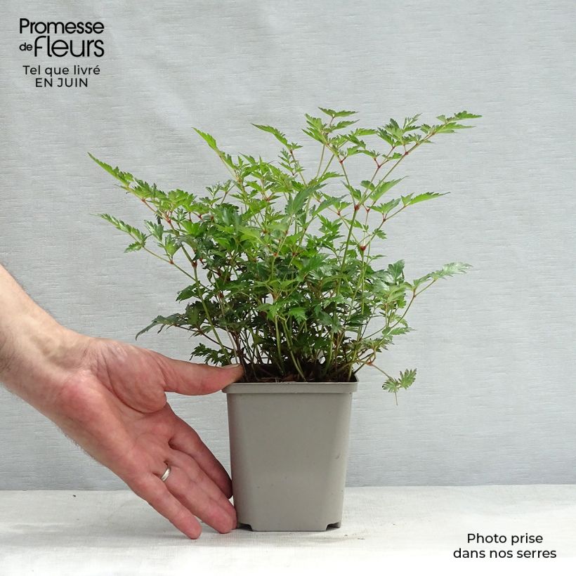 Astilbe Hennie Graafland - False Spirea 8/9 cm pot sample as delivered in summer