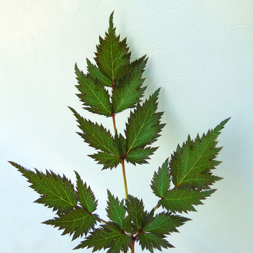 Astilbe Pink Lightning (Foliage)