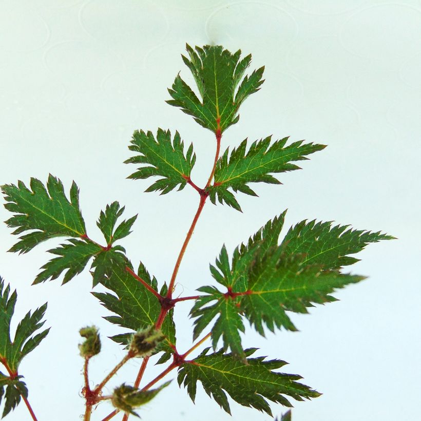 Astilbe simplicifolia 'Sprite' (Foliage)