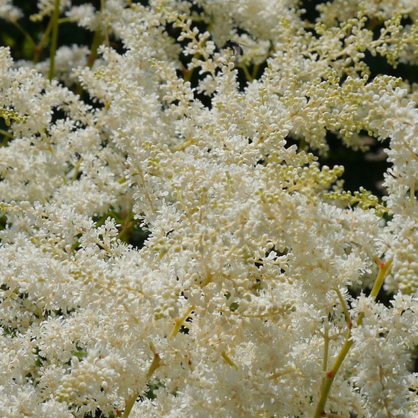 Astilbe simplicifolia 'Sprite' (Flowering)