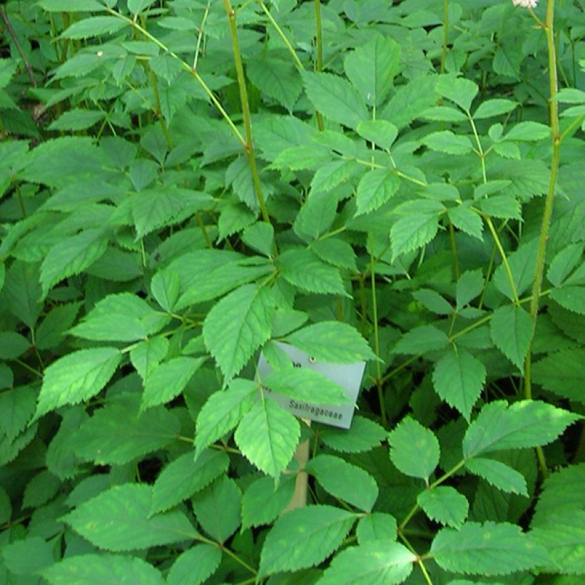 Astilbe thunbergii 'Straussenfeder' (Foliage)