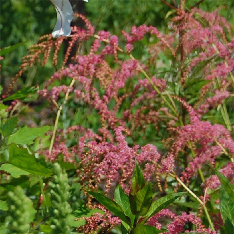 Astilbe thunbergii 'Straussenfeder' (Flowering)