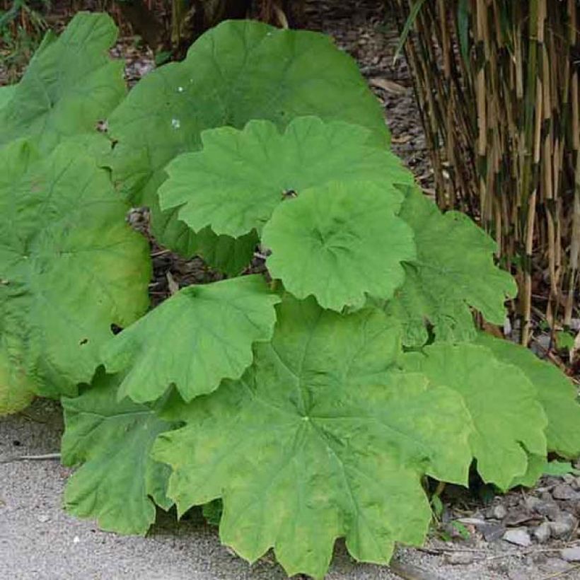 Astilboides tabularis  (Plant habit)