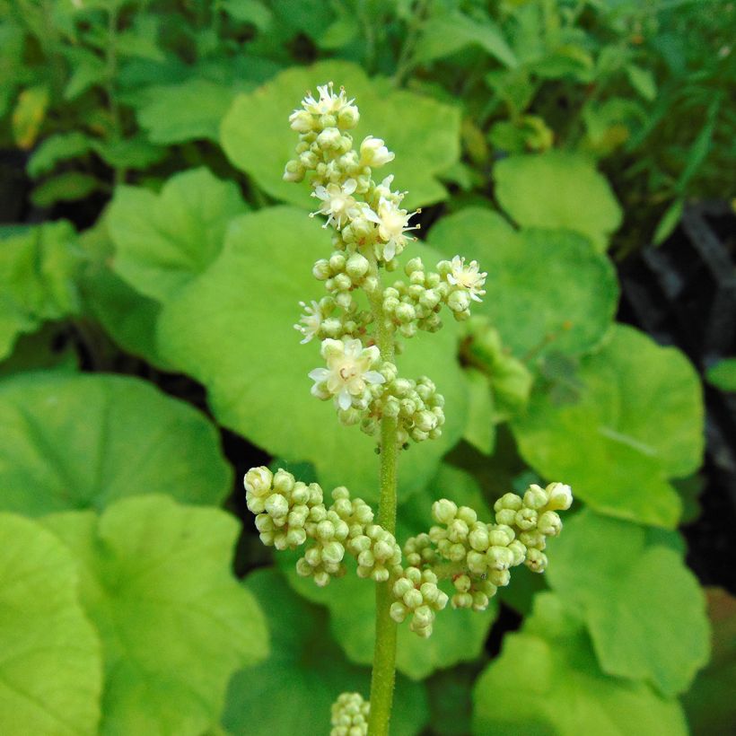Astilboides tabularis  (Flowering)