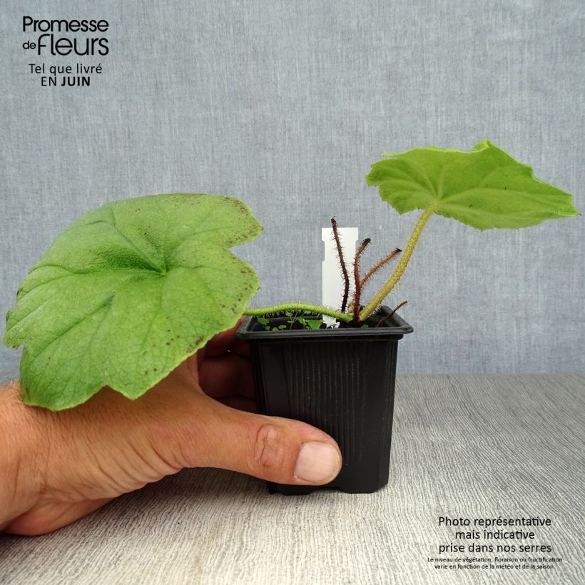 Astilboides tabularis  8/9 cm pot sample as delivered in summer