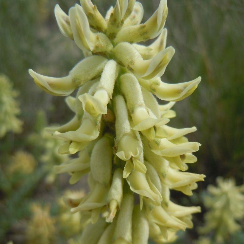 Astragalus canadensis - Canadian Milkvetch (Flowering)