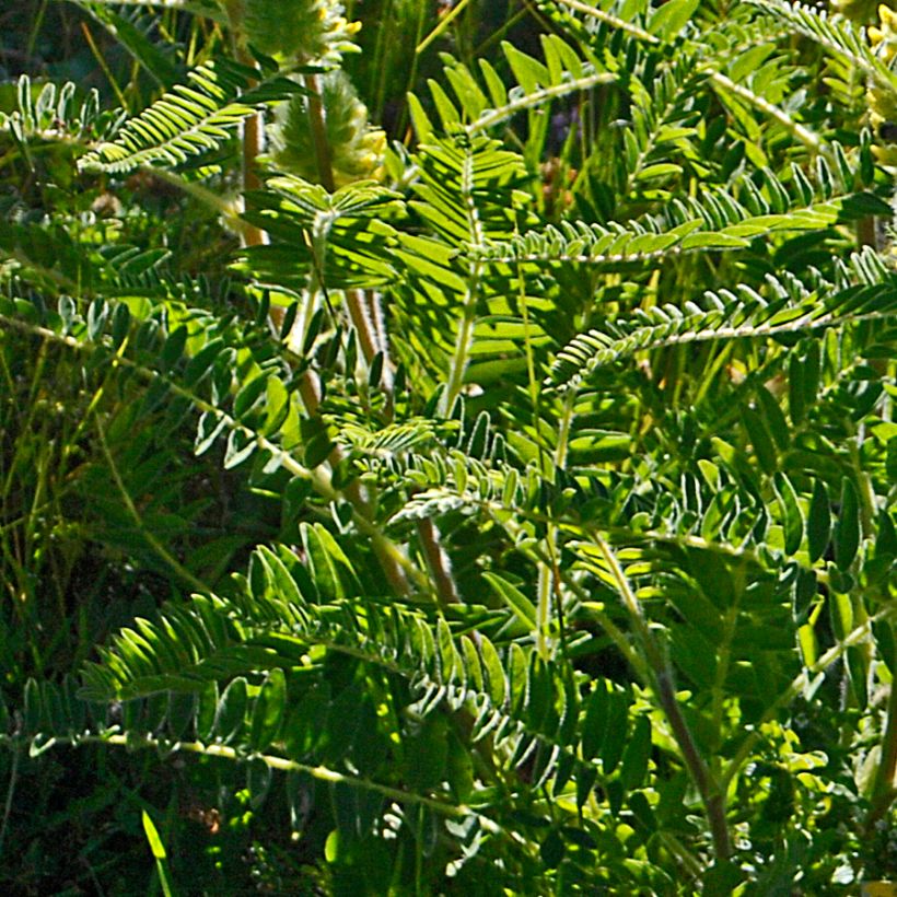 Astragalus centralpinus - Milkvetch (Foliage)