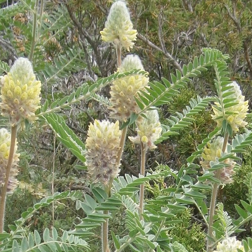 Astragalus centralpinus - Milkvetch (Flowering)