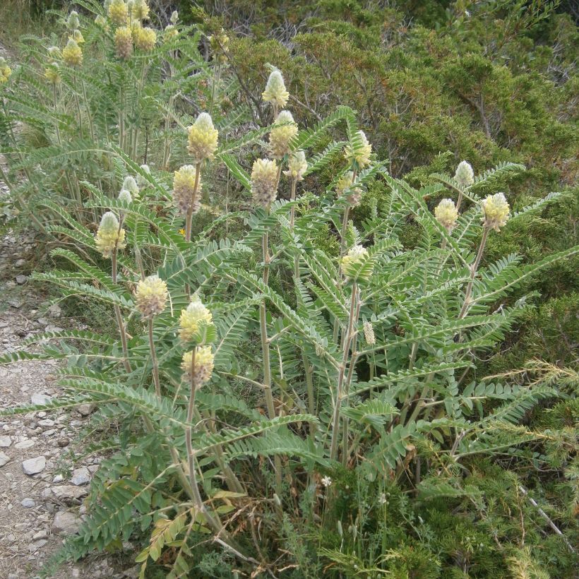Astragalus centralpinus - Milkvetch (Plant habit)