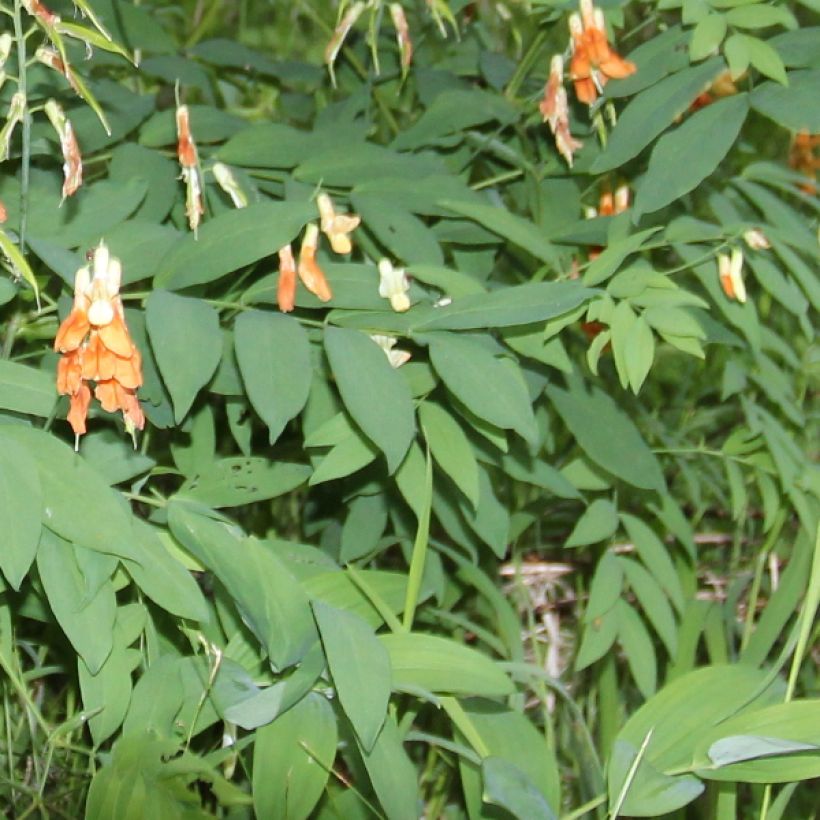Astragalus glycyphyllos - Milkvetch (Foliage)