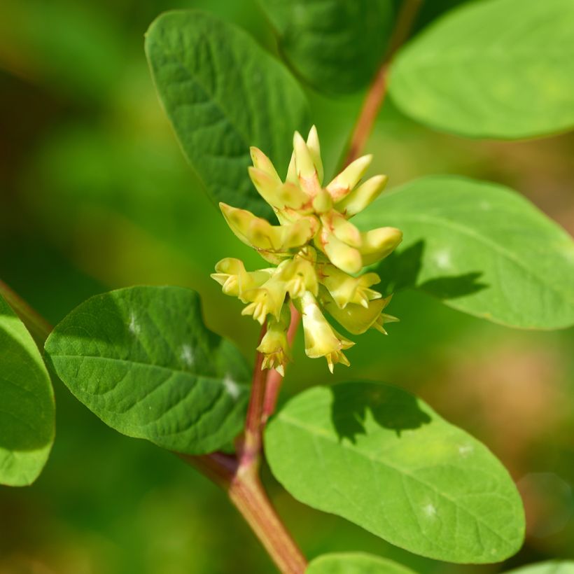Astragalus glycyphyllos - Milkvetch (Flowering)