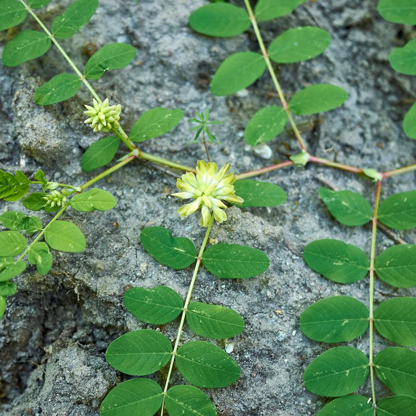 Astragalus glycyphyllos - Milkvetch (Plant habit)
