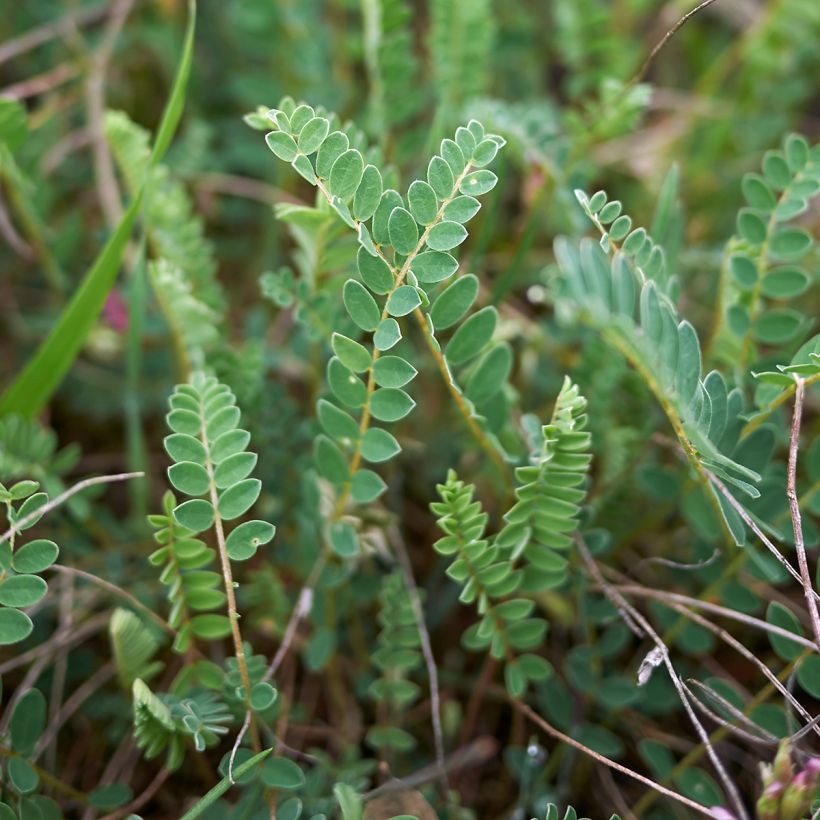 Astragalus monspessulanus - Montpelier milkvetch (Foliage)