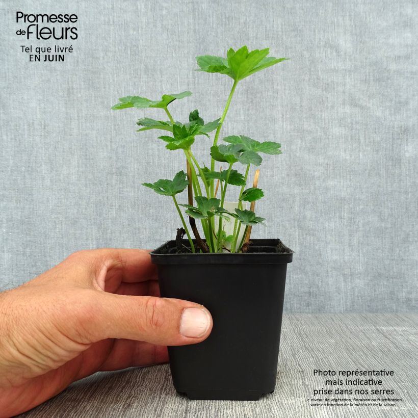 Astrantia major Star of Billion - Masterwort 8/9 cm pot sample as delivered in summer
