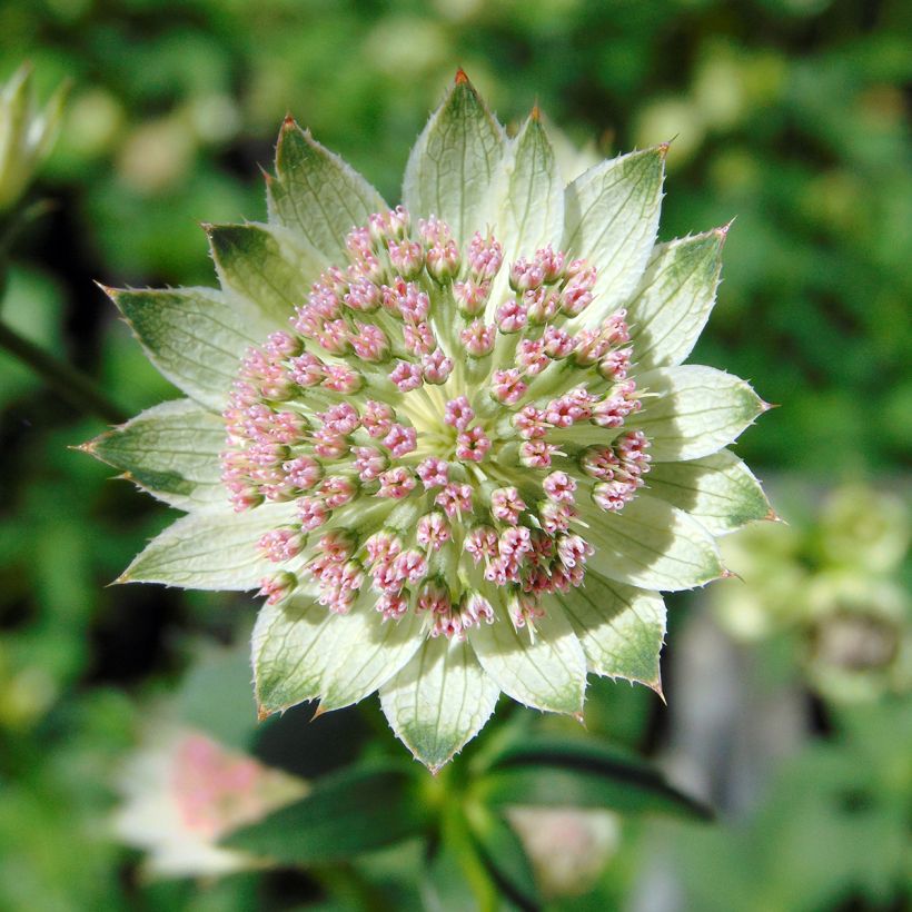 Astrantia major Buckland - Great Masterwort (Flowering)