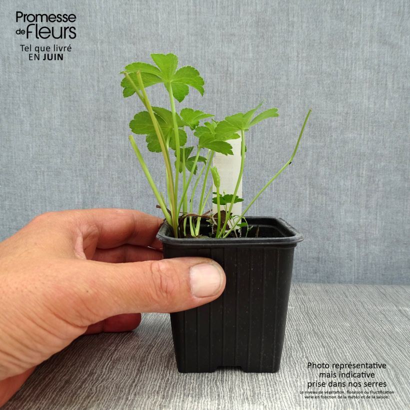 Astrantia major Buckland - Great Masterwort 8/9 cm pot sample as delivered in summer