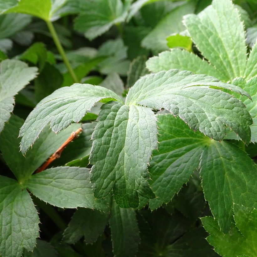 Astrantia major Buckland - Great Masterwort (Foliage)